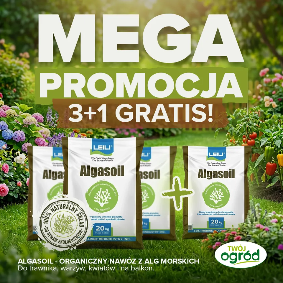 Algasoil — 3+1